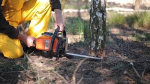 Best Tree Mulching  in Ridge Manor, FL