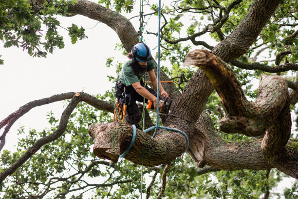 Best Tree Risk Assessment  in Ridge Manor, FL