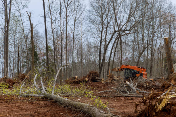 How Our Tree Care Process Works  in  Ridge Manor, FL