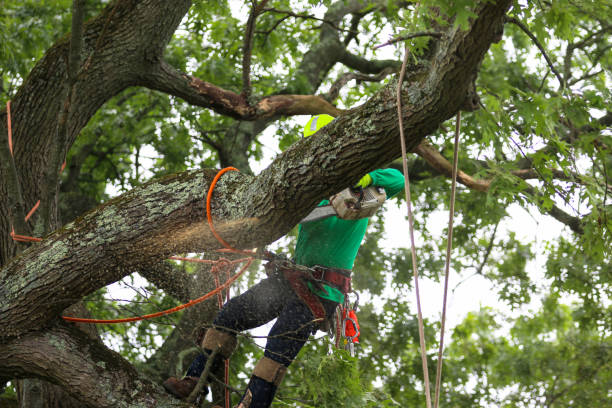 Best Emergency Tree Removal  in Ridge Manor, FL