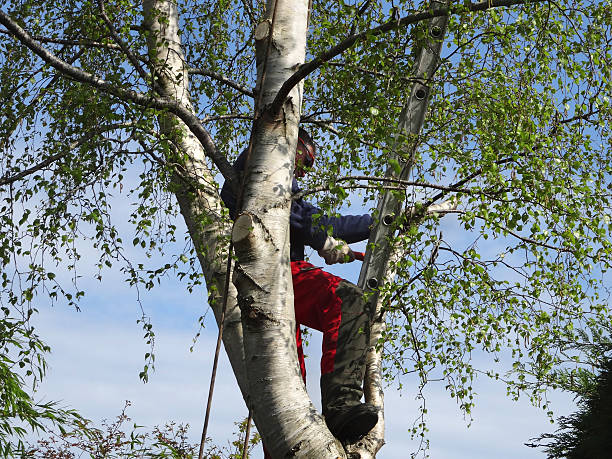 Best Hazardous Tree Removal  in Ridge Manor, FL